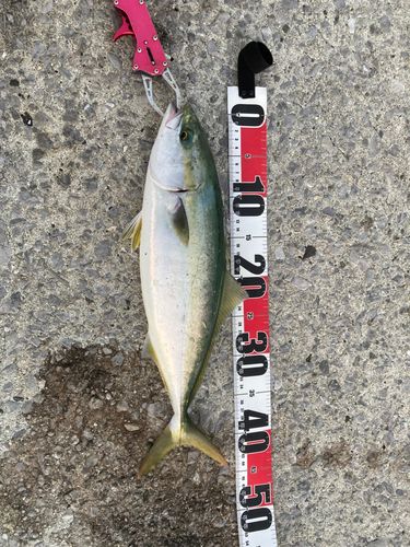 ヤズの釣果