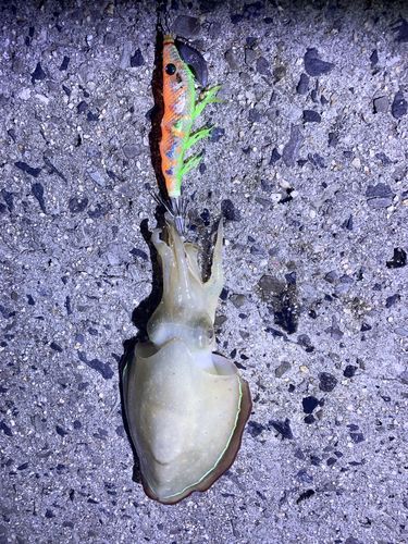 コウイカの釣果