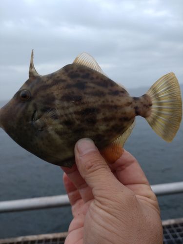 カワハギの釣果