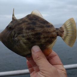 カワハギ