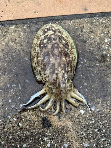 コウイカの釣果