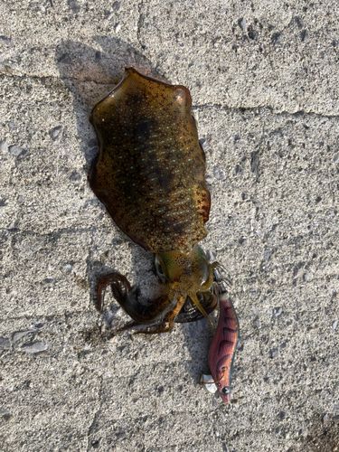 アオリイカの釣果