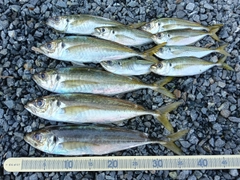 マアジの釣果