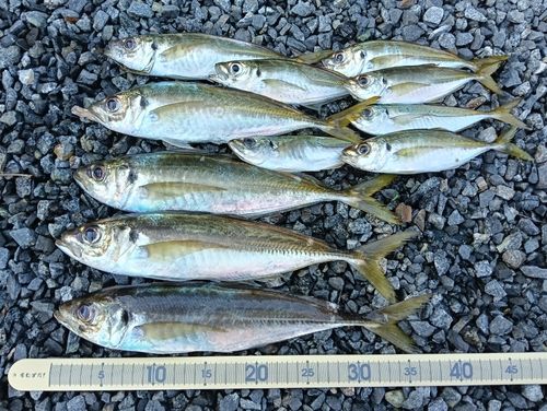 マアジの釣果