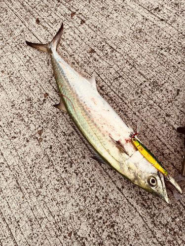 サゴシの釣果