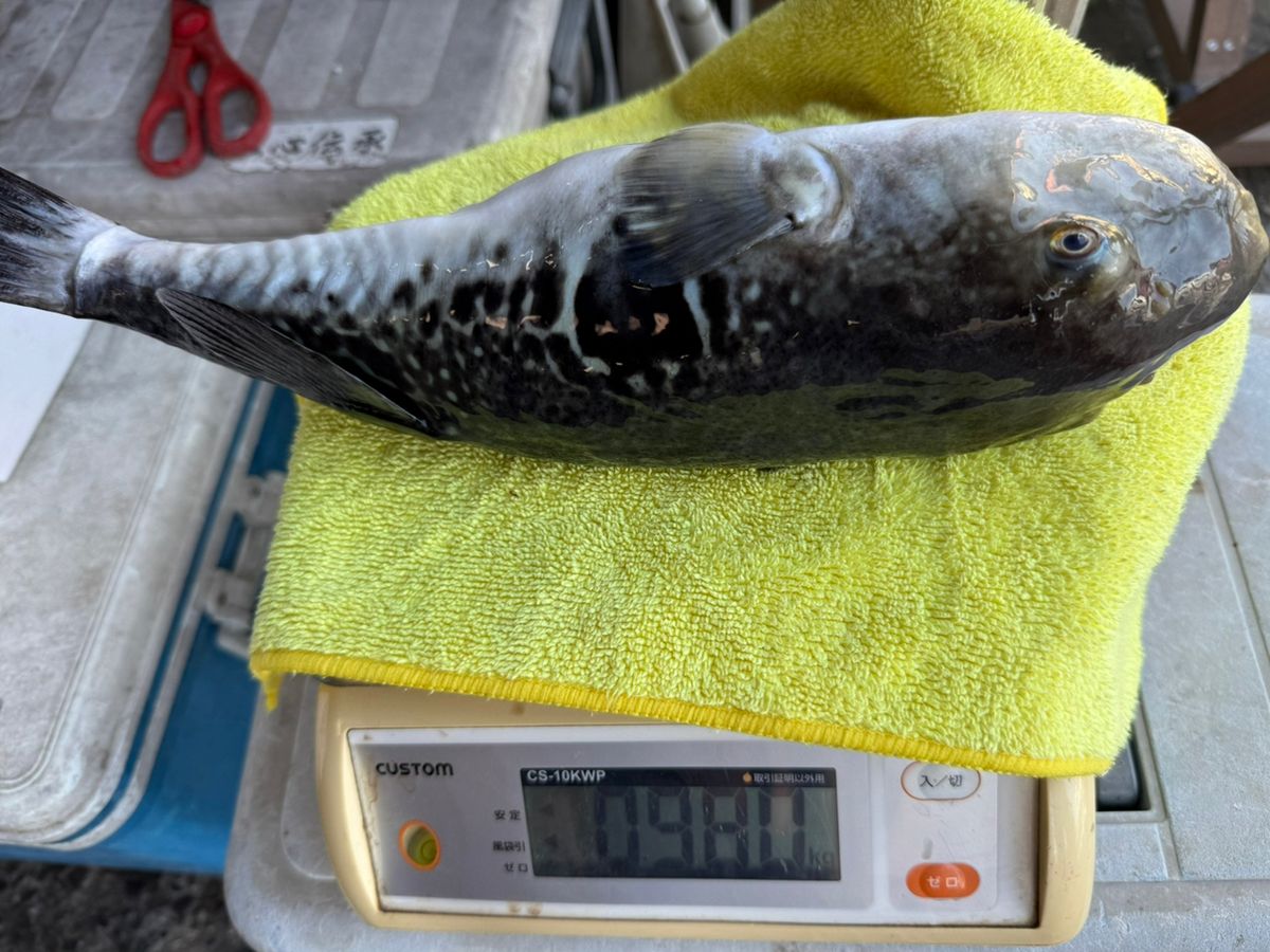 RGB444さんの釣果 1枚目の画像