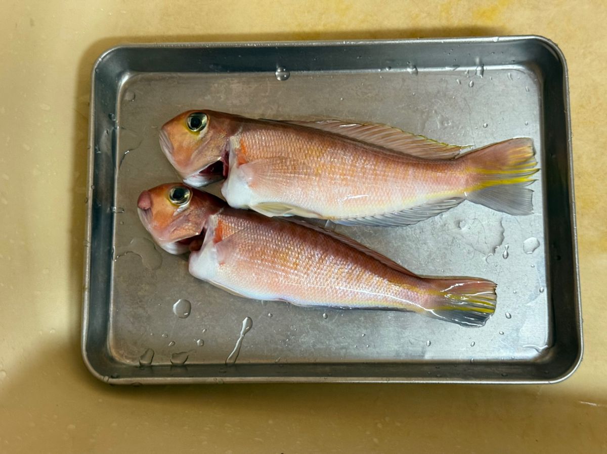 RGB444さんの釣果 2枚目の画像