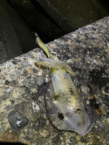 有磯海