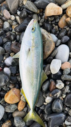 ワカシの釣果
