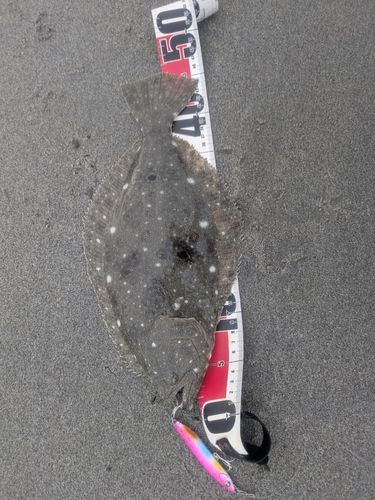 ヒラメの釣果