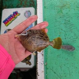 カワハギ