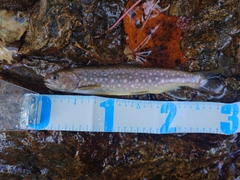 アメマスの釣果