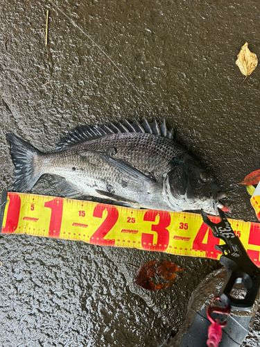 静岡県東部