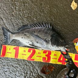 クロダイ