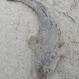 マゴチ