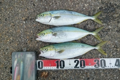 フクラギの釣果
