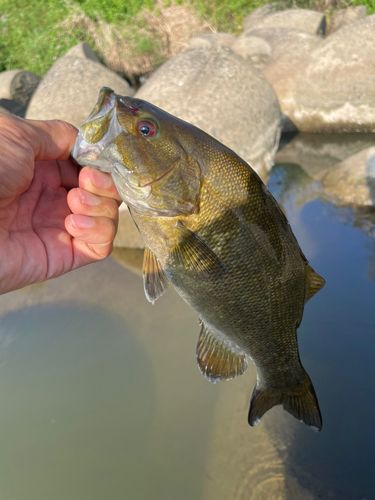 スモールマウスバスの釣果