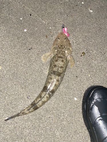 イナダの釣果