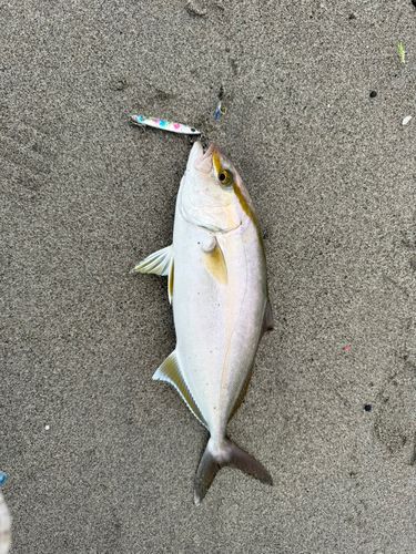 ショゴの釣果