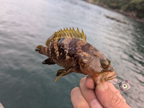 アコウの釣果