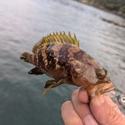 アコウ