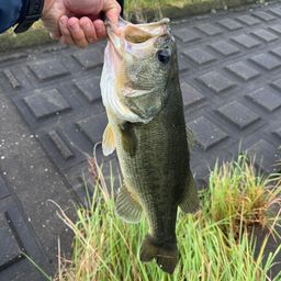 ブラックバス
