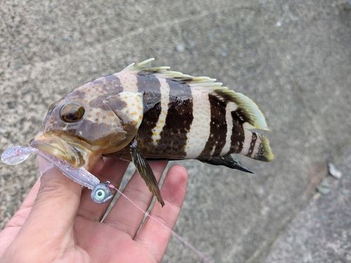 アオハタの釣果