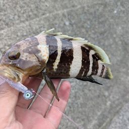 アオハタ