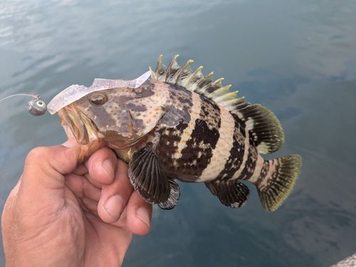 アオハタの釣果