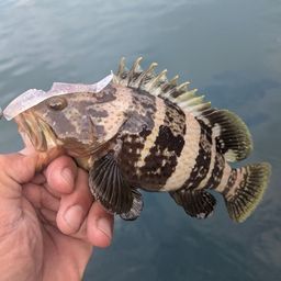 アオハタ