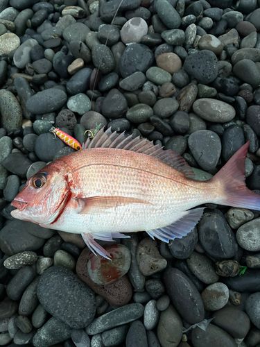 マダイの釣果