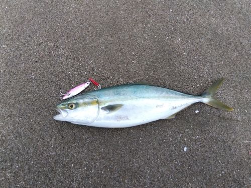 ワカシの釣果