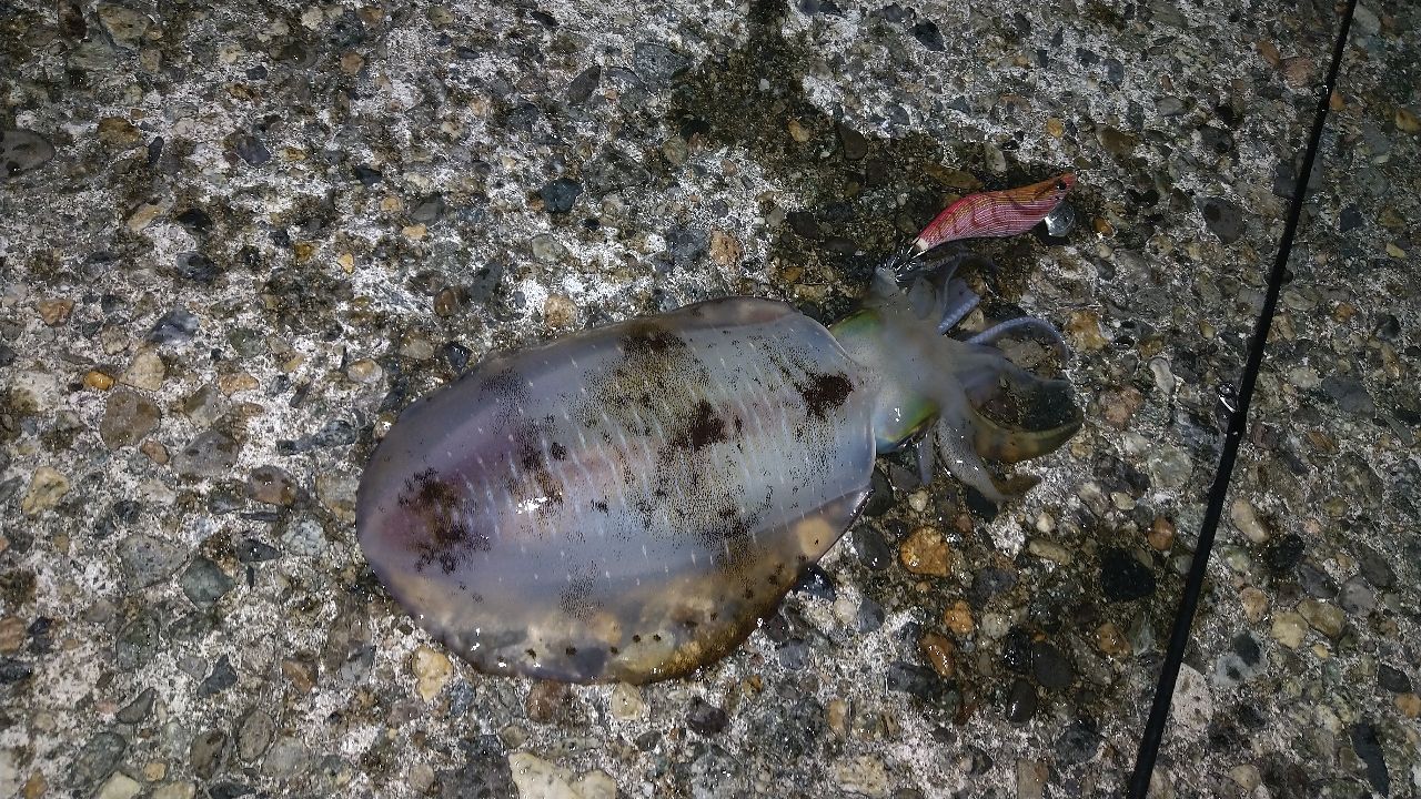アオリイカ
