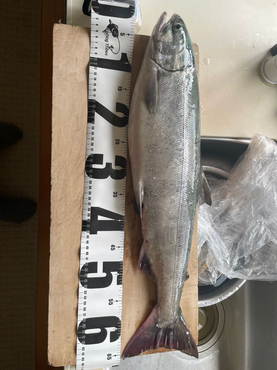 アキアジ