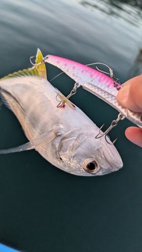 メッキの釣果