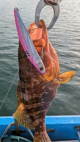 アコウの釣果