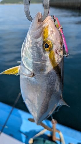 ネリゴの釣果