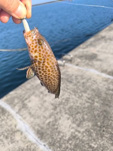 オオモンハタの釣果
