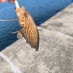 オオモンハタ