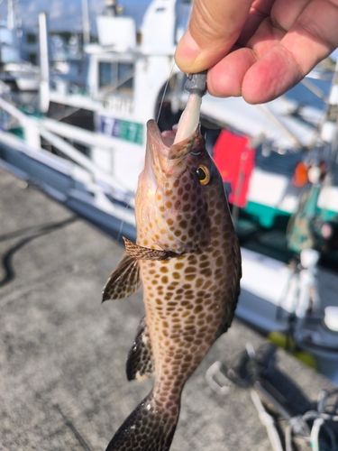 オオモンハタの釣果