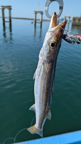 カマスの釣果
