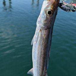 カマス