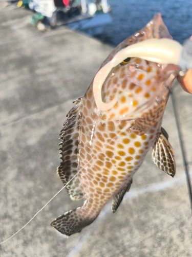 オオモンハタの釣果