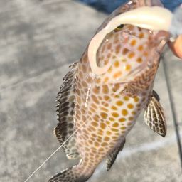 オオモンハタ
