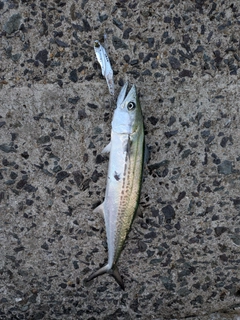 サゴシの釣果