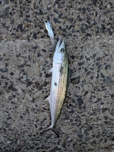 サゴシの釣果