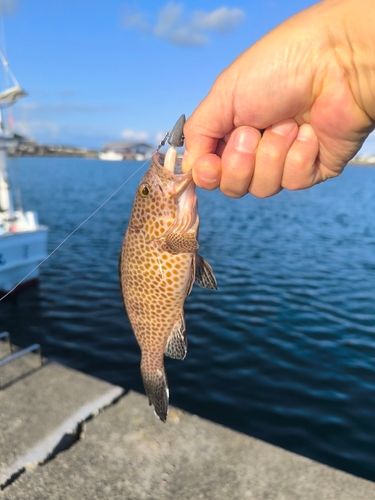 オオモンハタの釣果