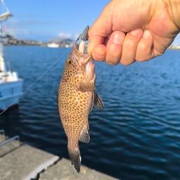 オオモンハタ