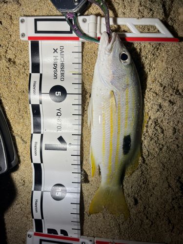 クロホシフエダイの釣果