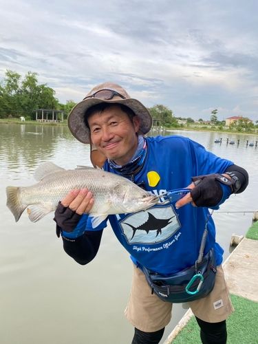 バラマンディの釣果